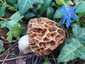 Ízletes kucsmagomba (Morchella esculenta), Budai-hegység